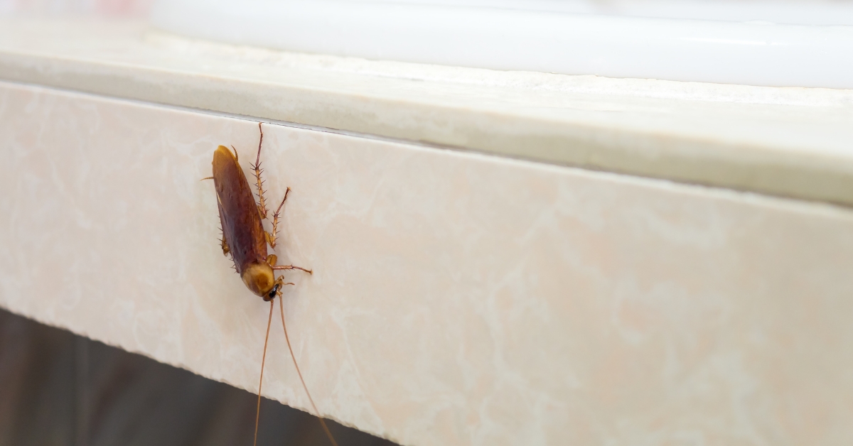 Cockroach in bathroom sink