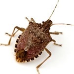 Stink Bug