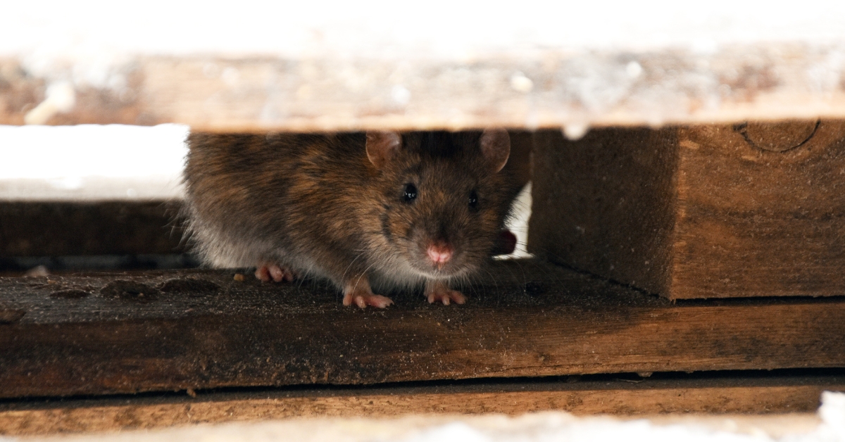 Rat trying to enter a house
