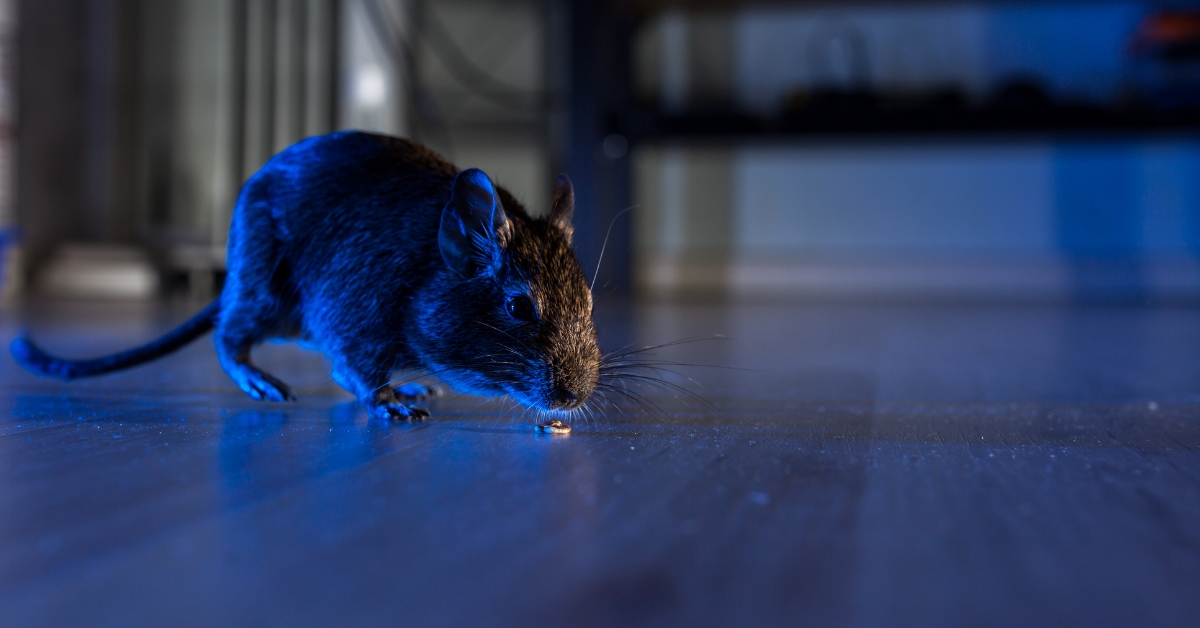 Rat inside a house