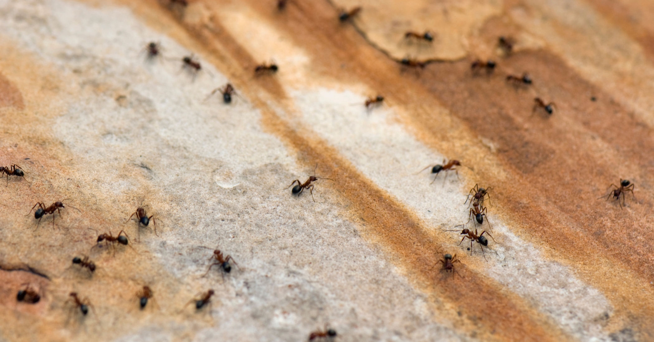 Things Around Your Home That Attract Ants