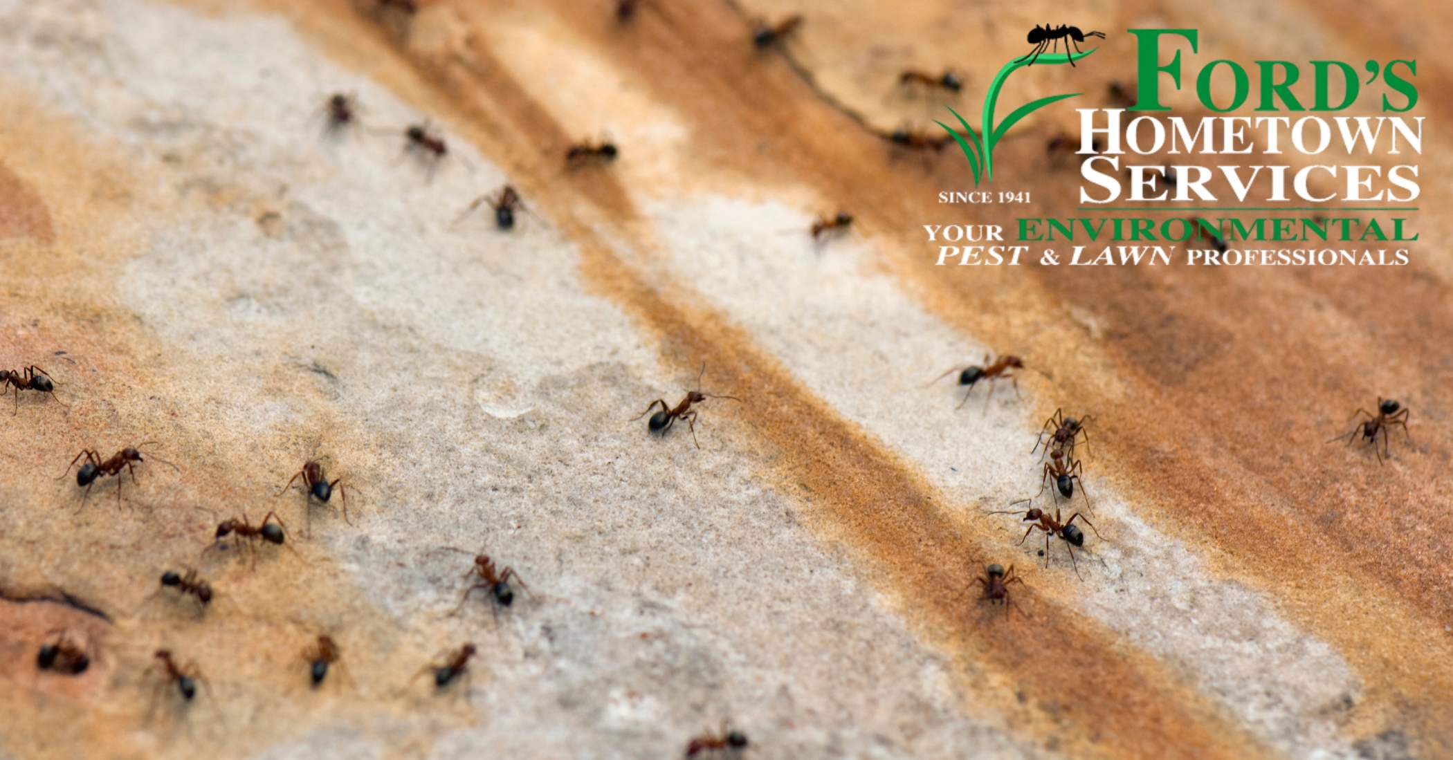 does tobacco attract ants Things Around Your Home That Attract Ants