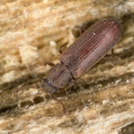 Saw Tooth Grain Beetles