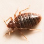 Pest ID