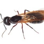 Pest ID