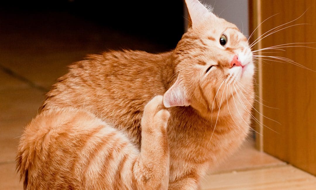 Fleas