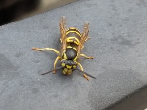 Yellow Jackets