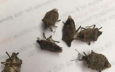 You Stink- Stink Bugs!