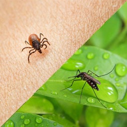 Don&#8217;t Let Ticks &#038; Mosquitoes Keep You Inside!