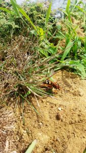 cicada killer wasp with cicada
