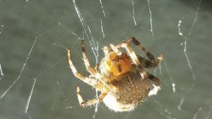 Spider
