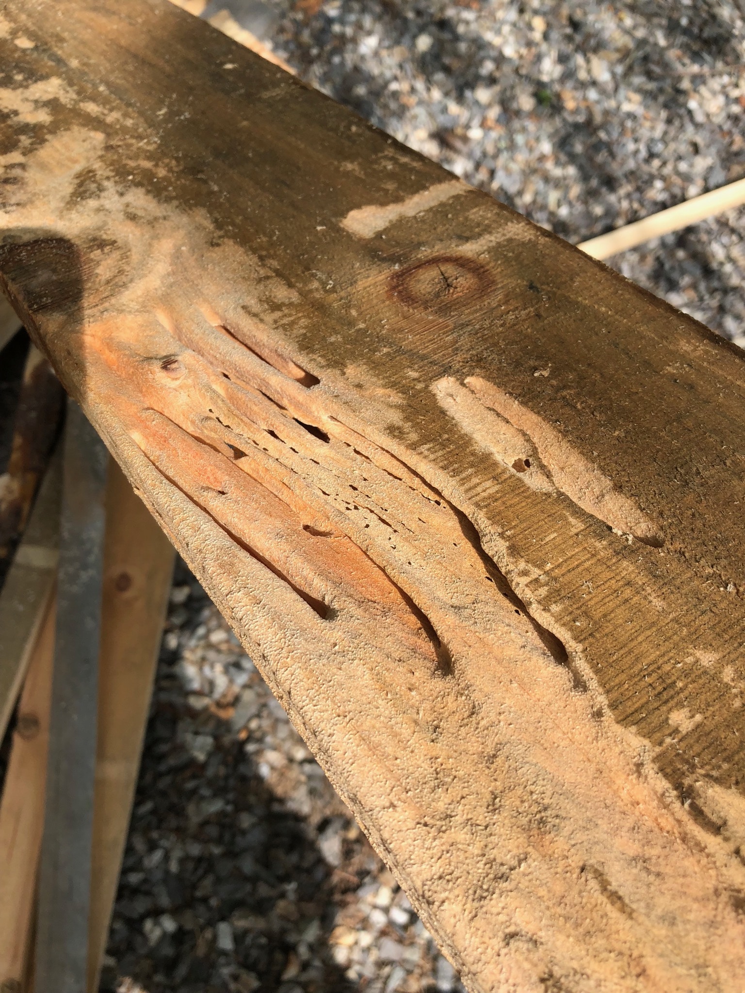 Carpenter Ant Damage Ford's Hometown Services