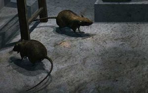 rodent removal