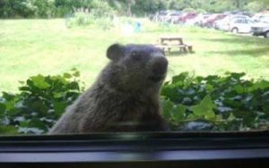 pests will try to enter your home when it starts getting cold outside