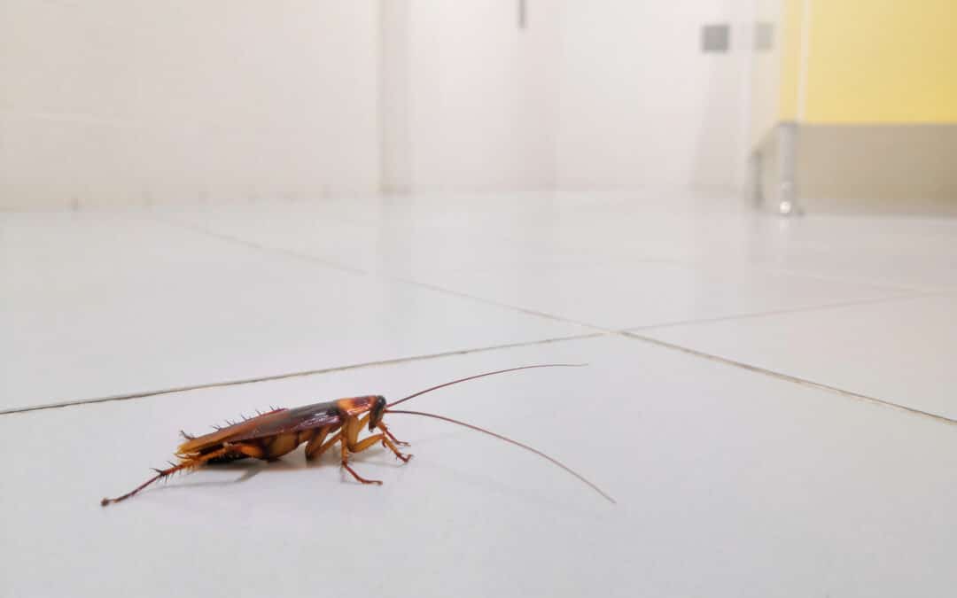 Pest of the Month, Cockroaches