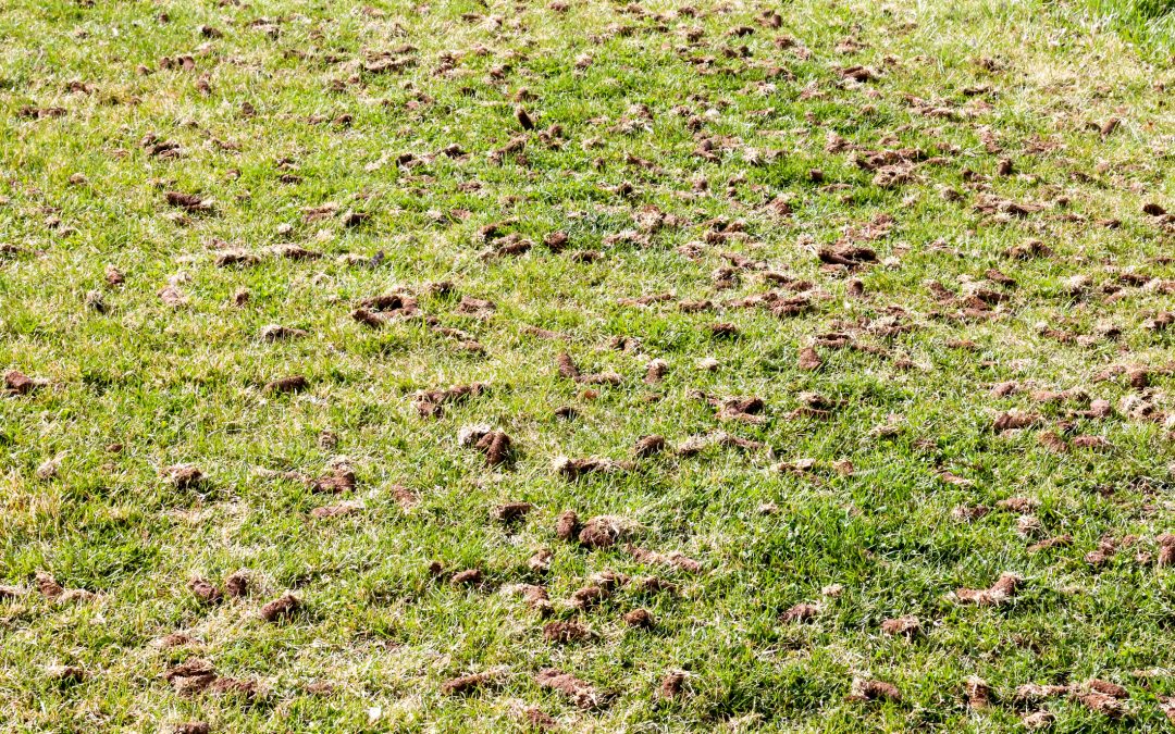 Help your lawn breathe!