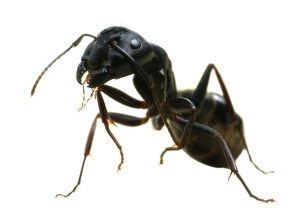 image of an ant