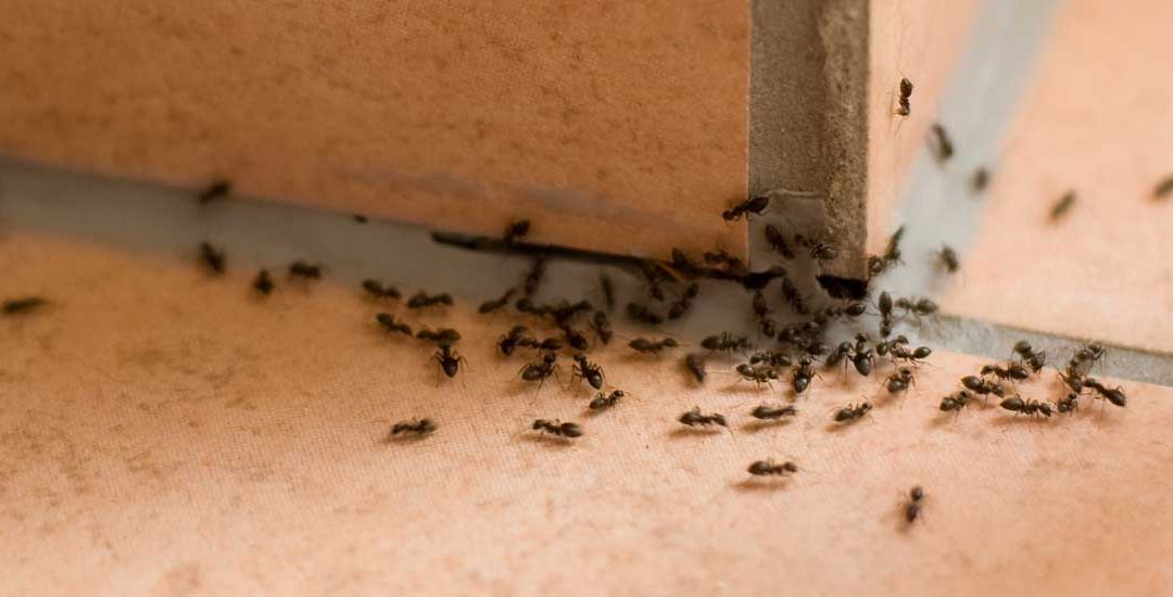 Preventing the Insect Invasion