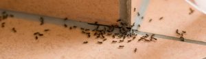 image of ants crawling across kitchen counter