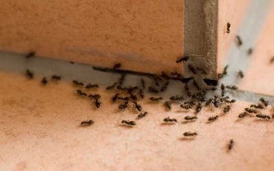 Preventing the Insect Invasion