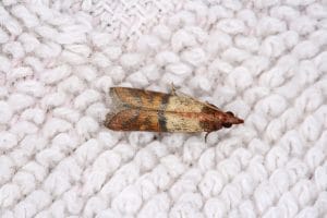 Moths Elimination