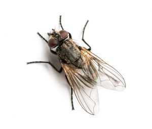 removal of flies