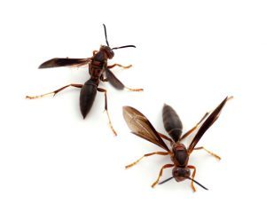Wasp Extermination