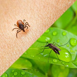 Ticks and Mosquitoes