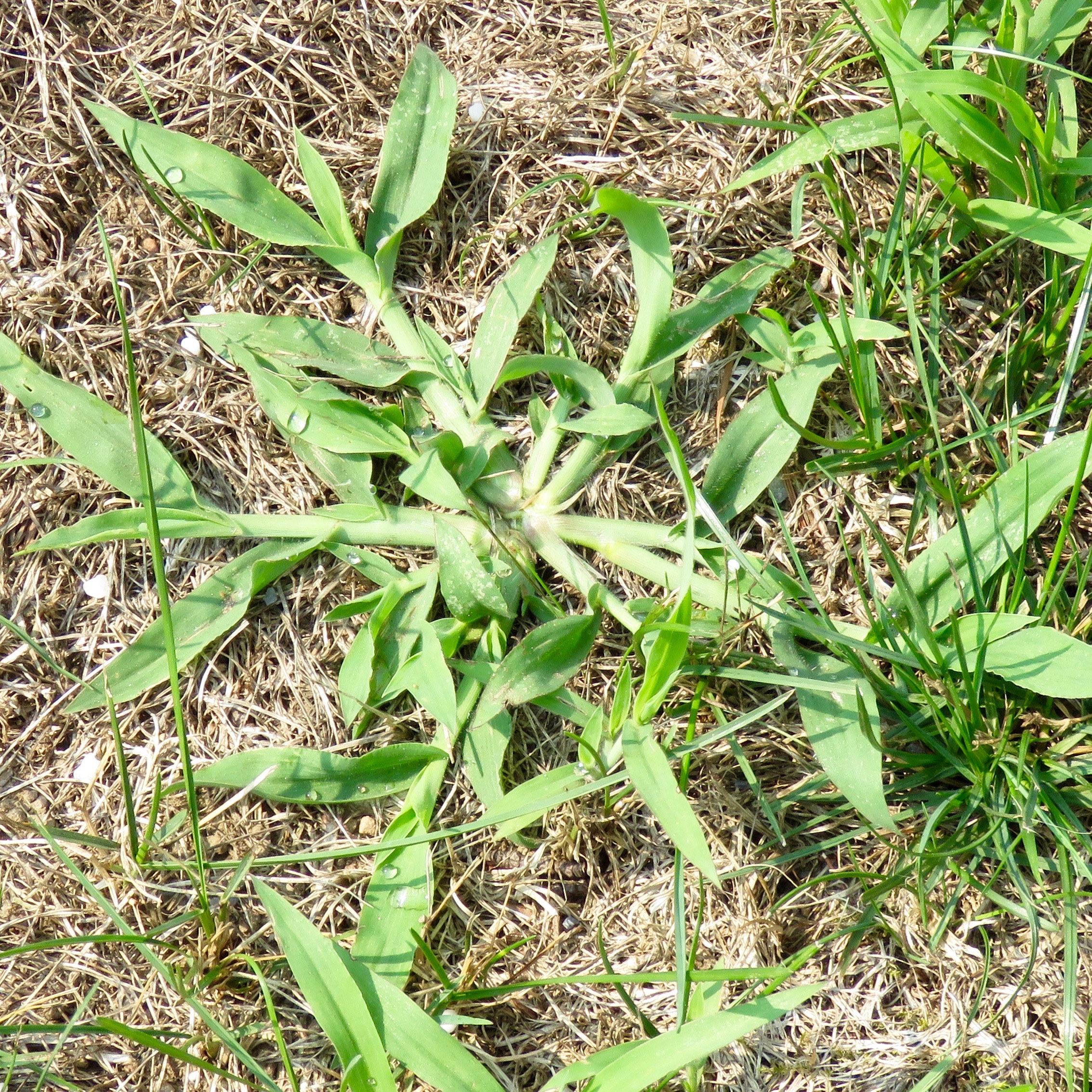 crabgrass