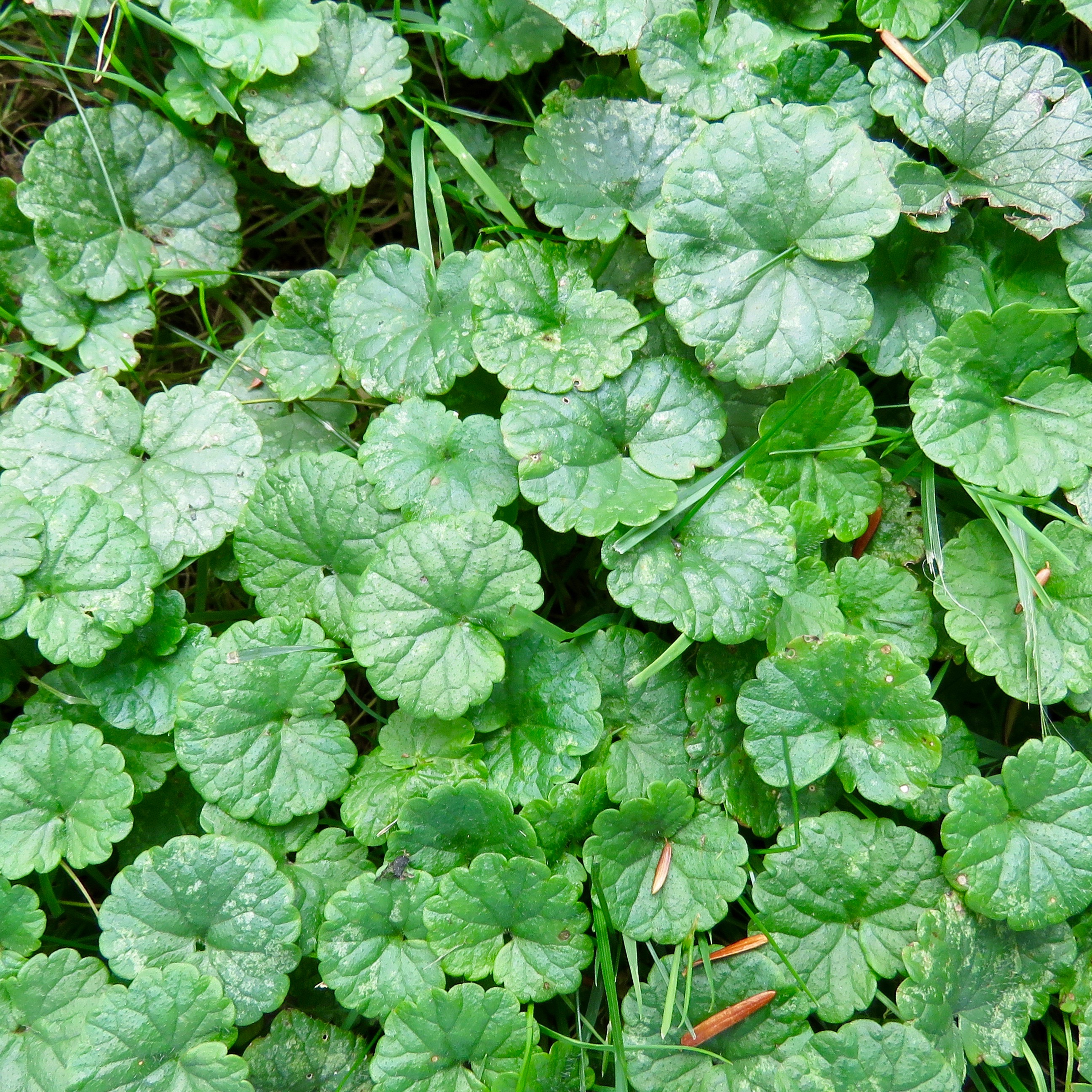 ground ivy