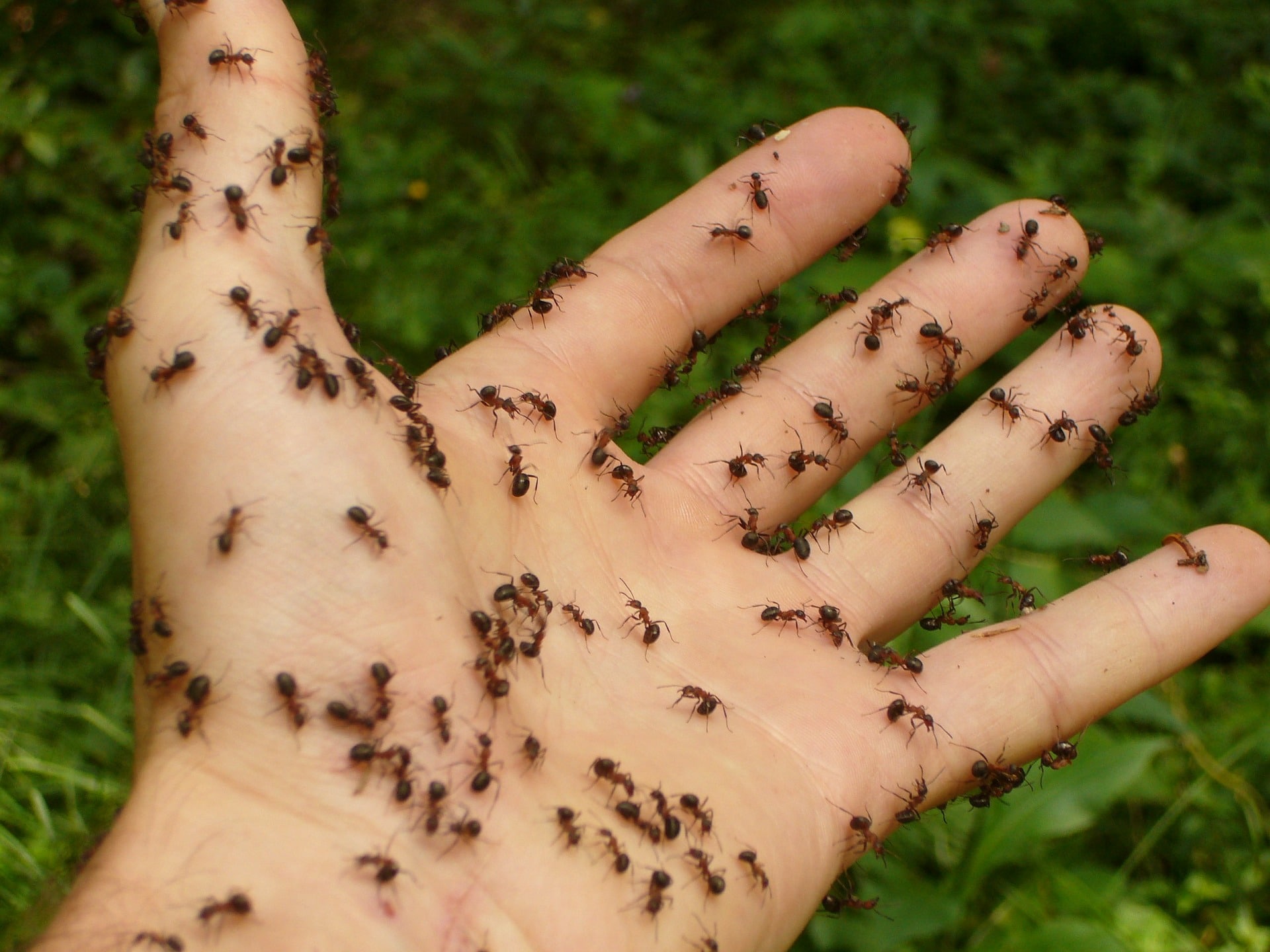 Lawn Ant Control
