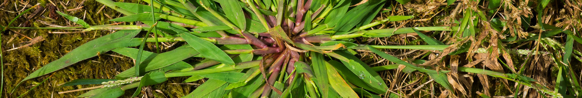 crabgrass