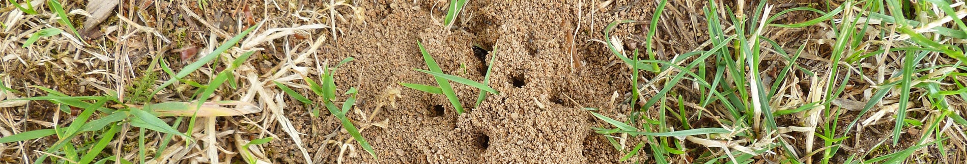 Lawn Ant Control