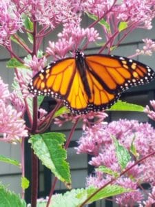 Beautiful butterly