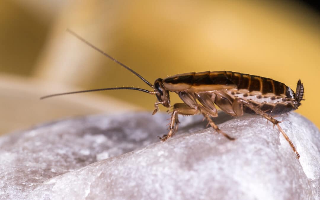 What are German Cockroaches?