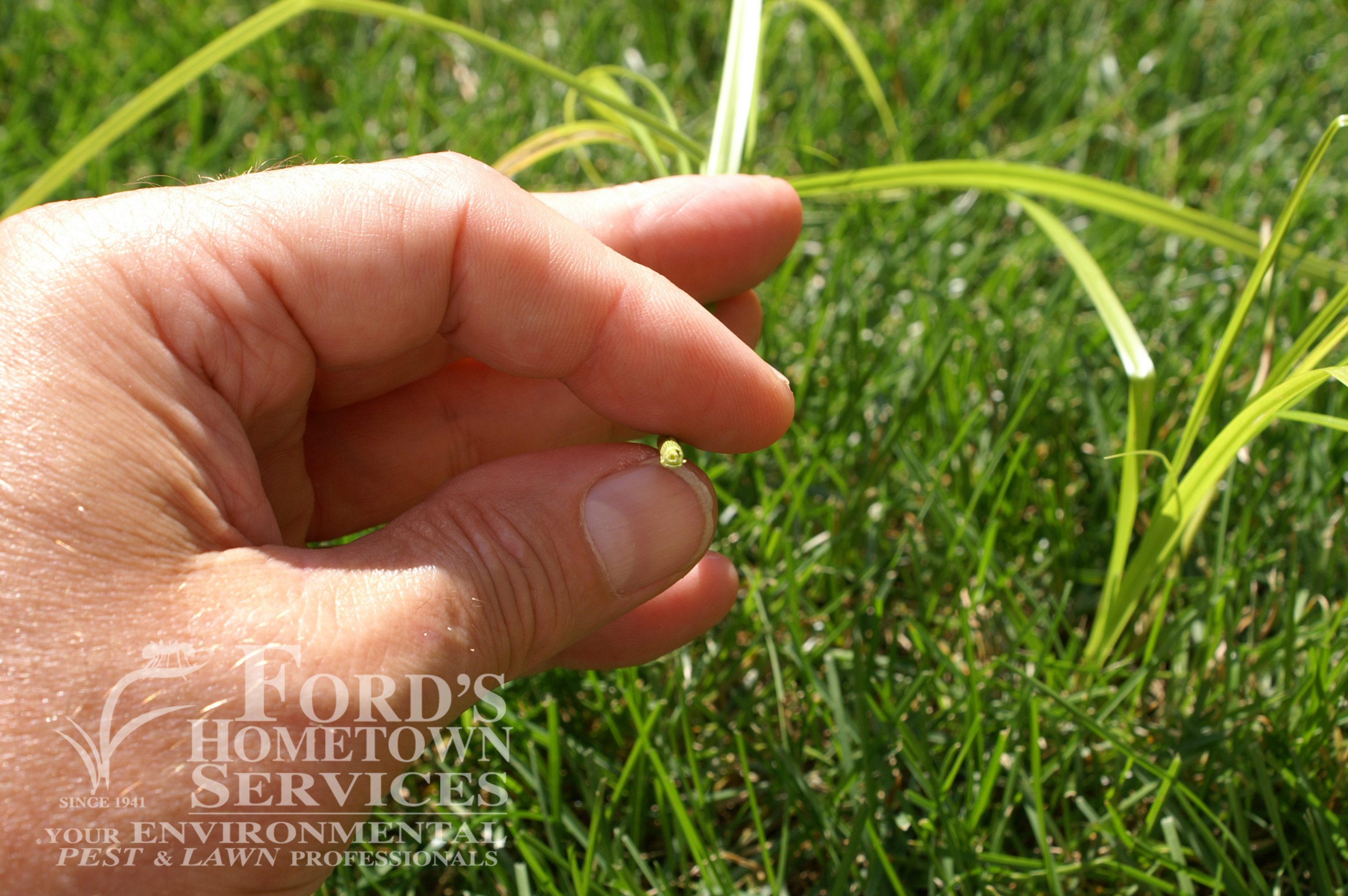 Nutsedge is a perennial weed from the sedge family and is also known as nutgrass for its similar resemblance. 