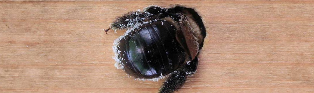 Carpenter Bees