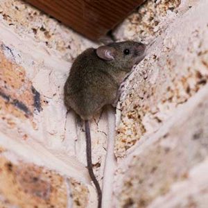 Rodent Removal