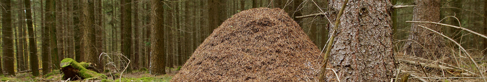 Allegheny Mound Ants Allegheny Mound Ants