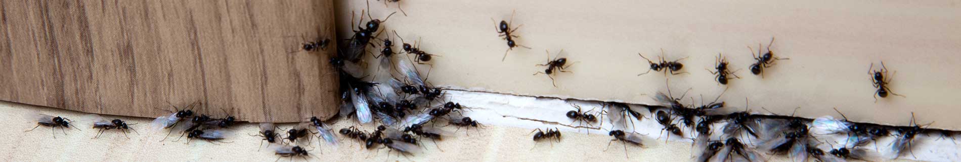 ant elimination services