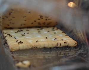 ant elimination infestation