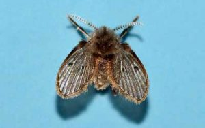 flies