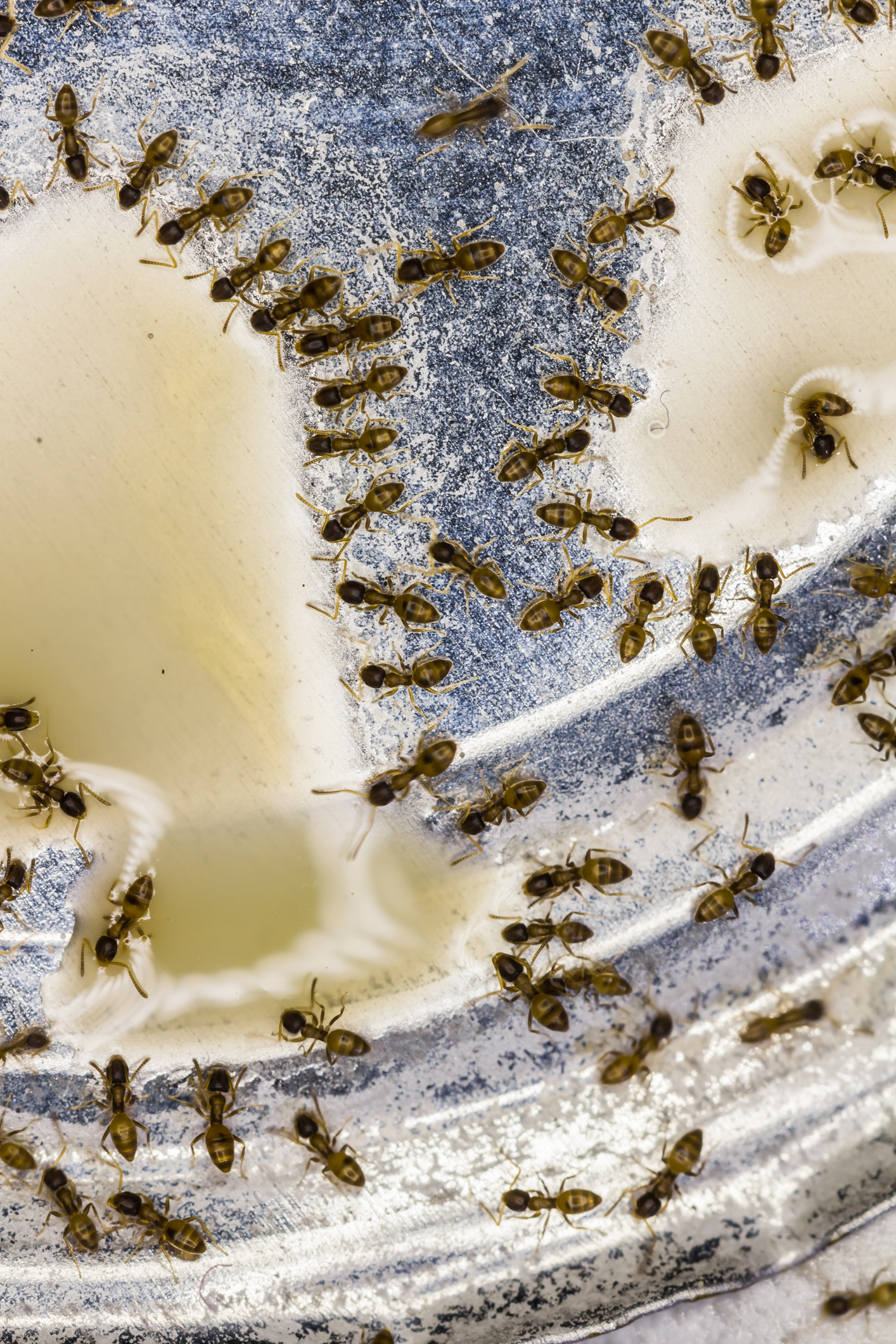 Pharaoh ants