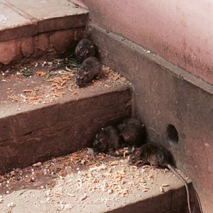 Mice & Rat Control Products