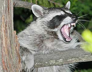 raccoon raccoon