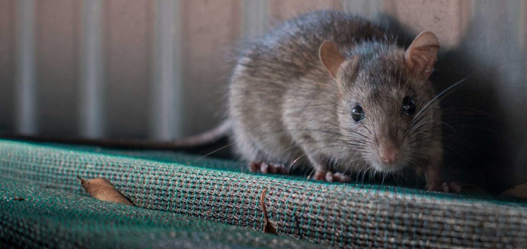 rodent removal