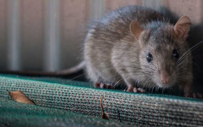 Got Mice? Our preventative pest services have you covered