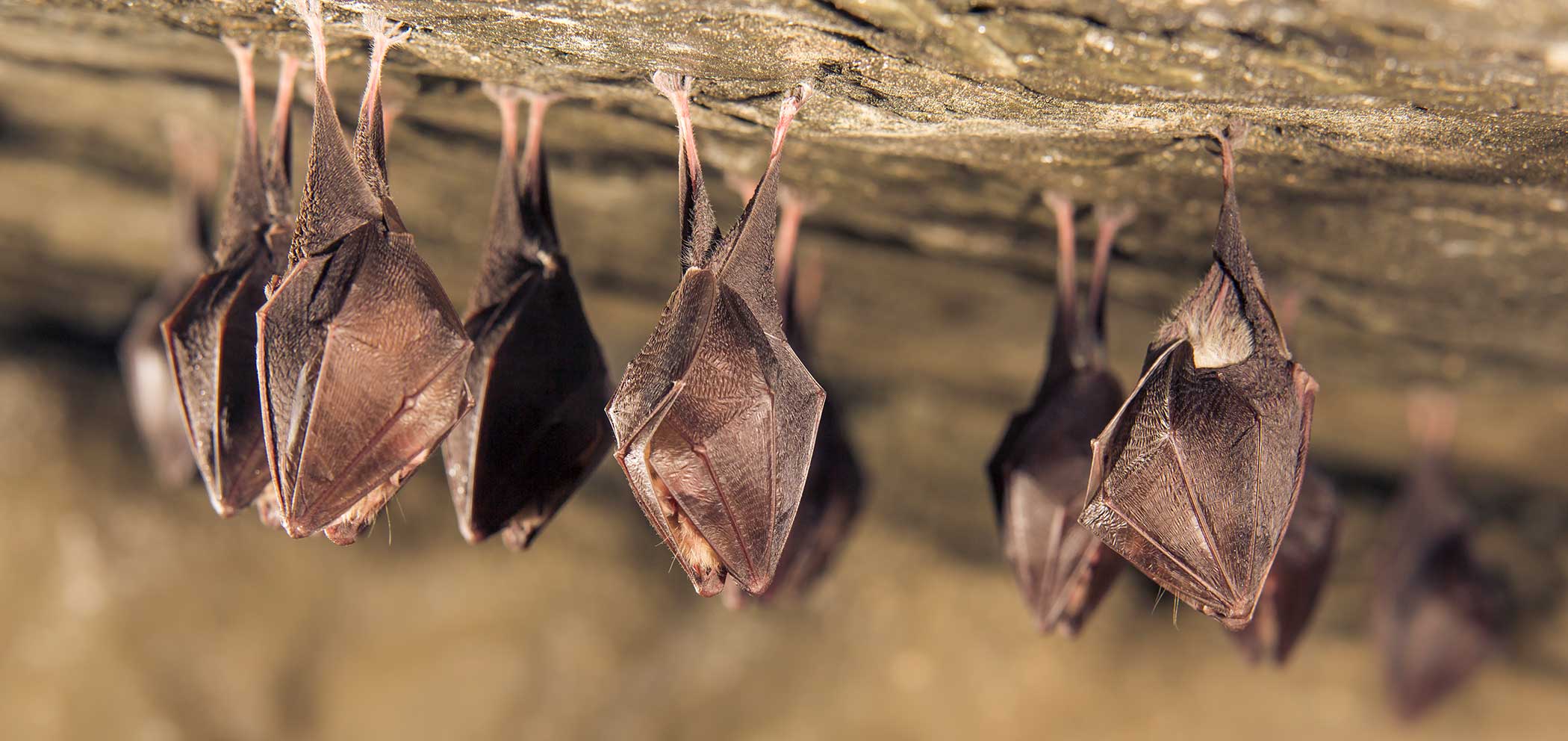 Bat Exclusions Ford's Hometown Services