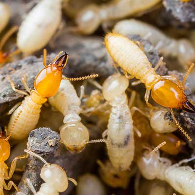 Termite Control