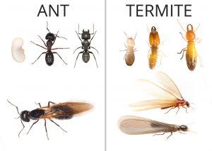 Ant vs. Termite